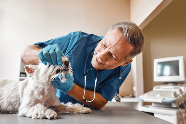 Best Emergency Dental Care for Abscessed Tooth in Jenison, MI